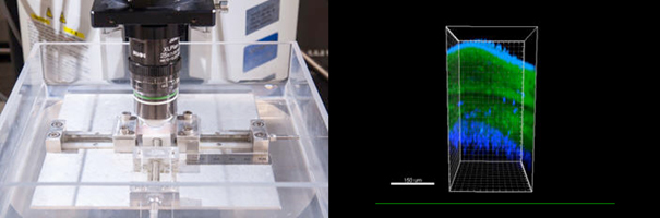 In-situ testing device for uniaxial tension (left) and microstructure of human amnion observed in the multiphoton microscope