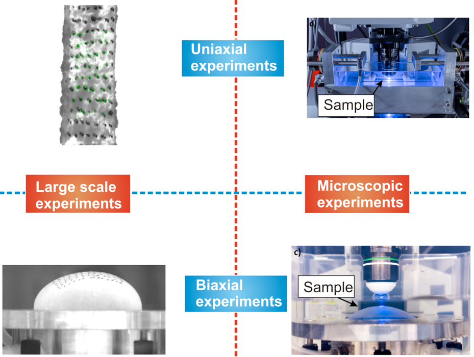 Comparative Biomechanics – Experimental Continuum Mechanics | ETH Zurich