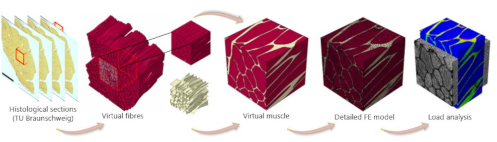 Detailed three dimensional FE based muscle tissue model developed from histological sections