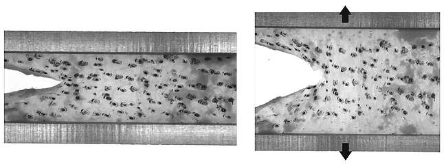 Figure 4: Example of mode I tear test on bovine liver capsule (by K.Bircher)