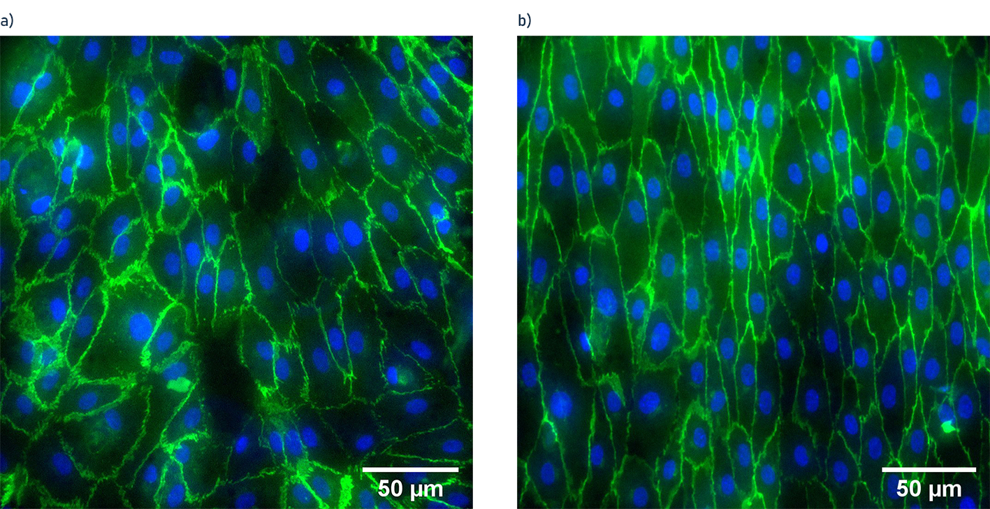  Effect of cyclic stretching on endothelial monolayers