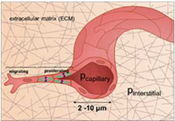 capillary