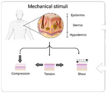 Human skin