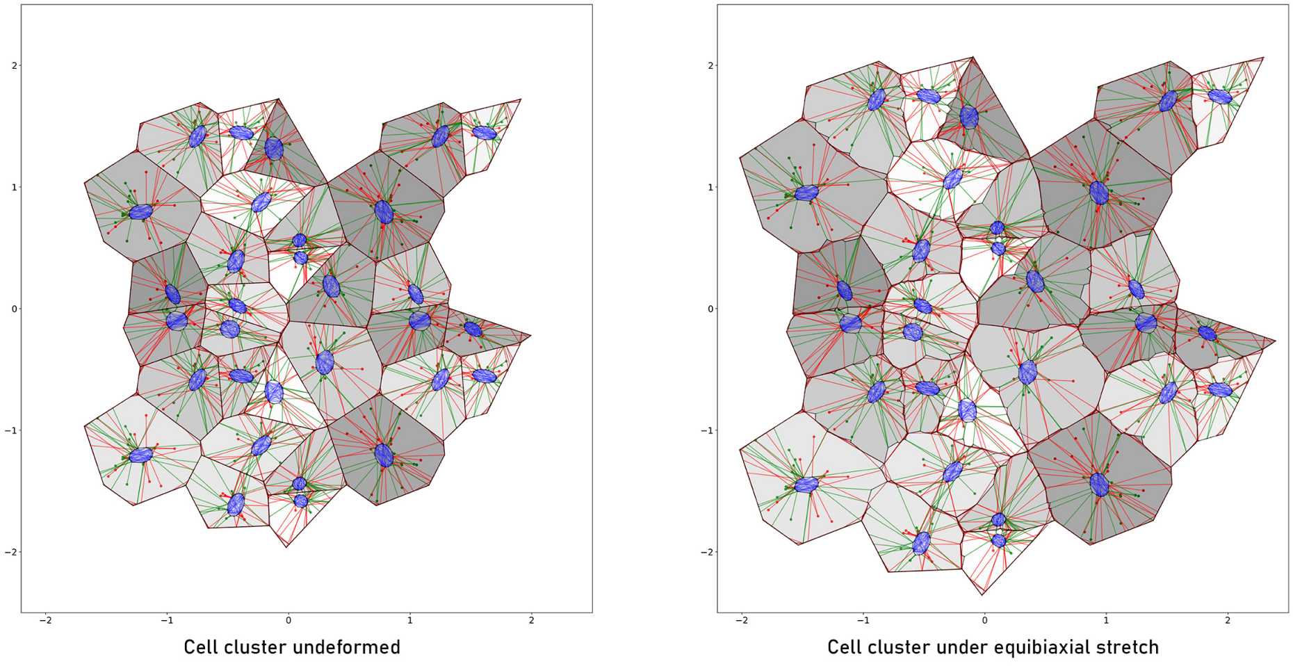 A Computational Model of the Cytoskeletal Network of Endothelial Cell ...