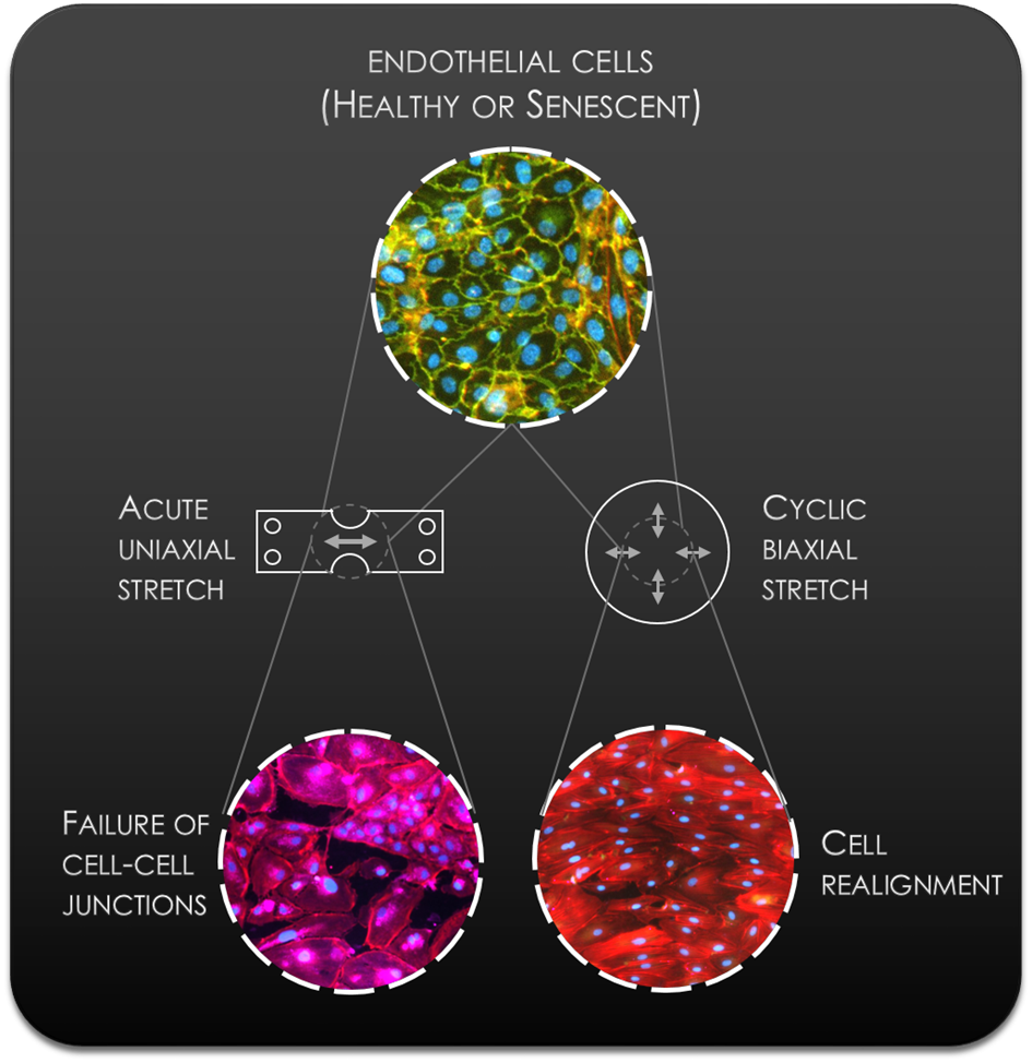 choi-fig1