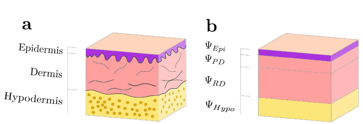 Enlarged view: The Structure of Human Skin 
